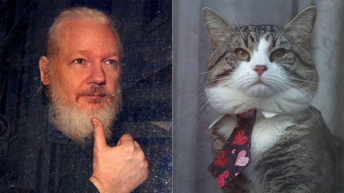 Assange cat3