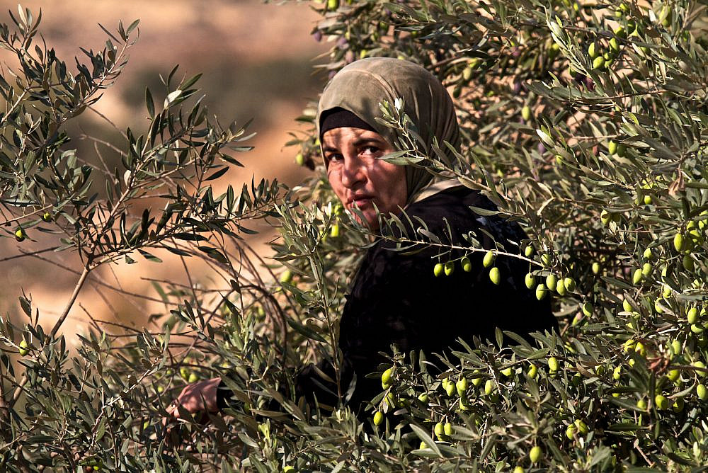 Palestine olives1