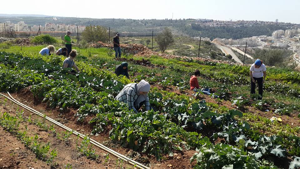 Palestinian agriculture5