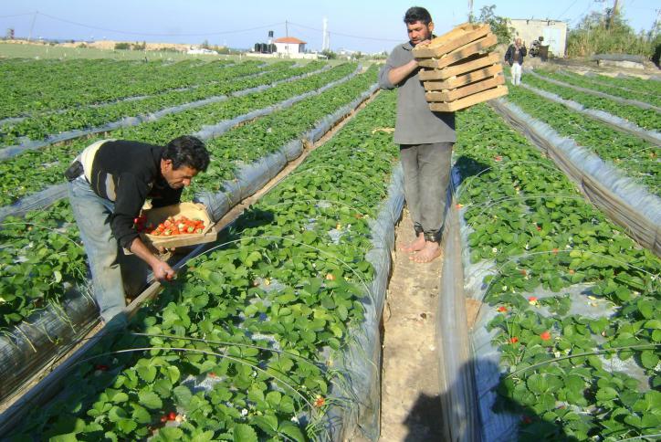 Газа задыхается от запрещенных ВОЗ израильских гербицидов